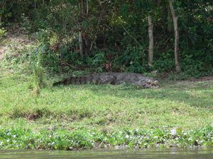 Afrika Krokodil